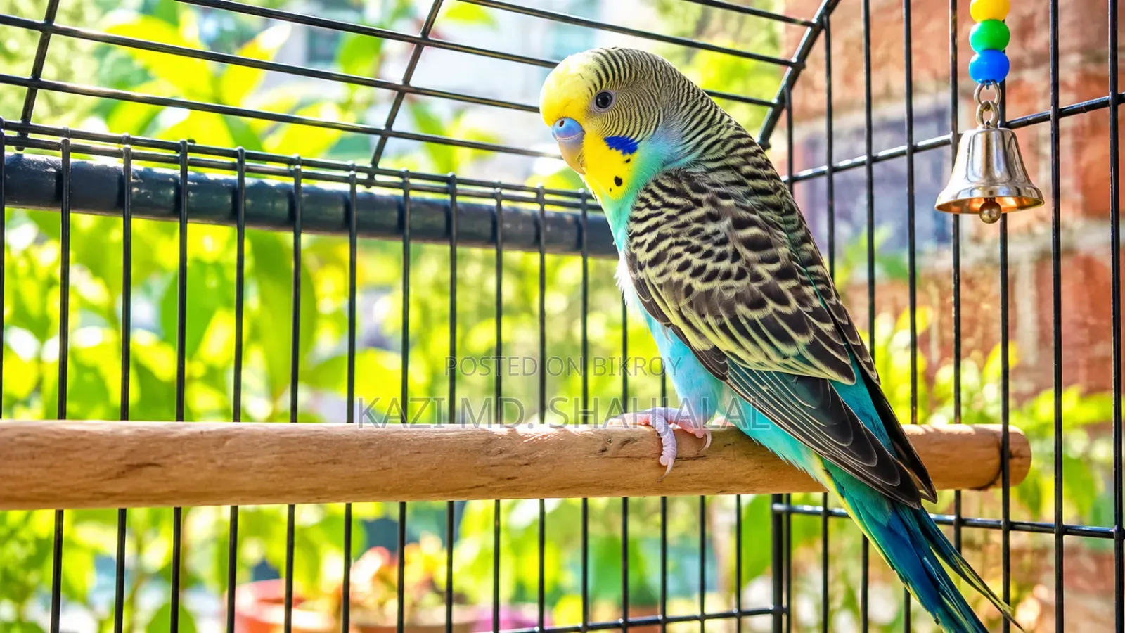 বাজিগর পাখি এডাল্ট