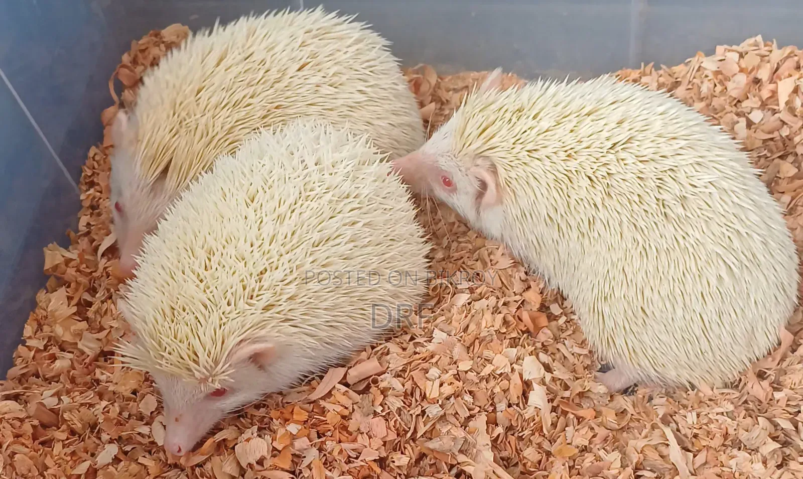 Hedgehog Adult Male