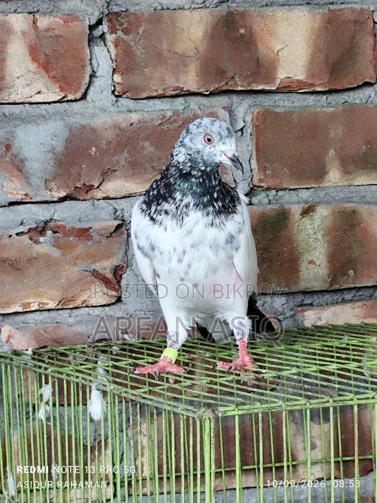 Golden Cock