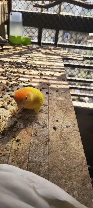 Love Bird Female