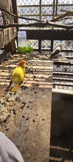 Love Bird Female