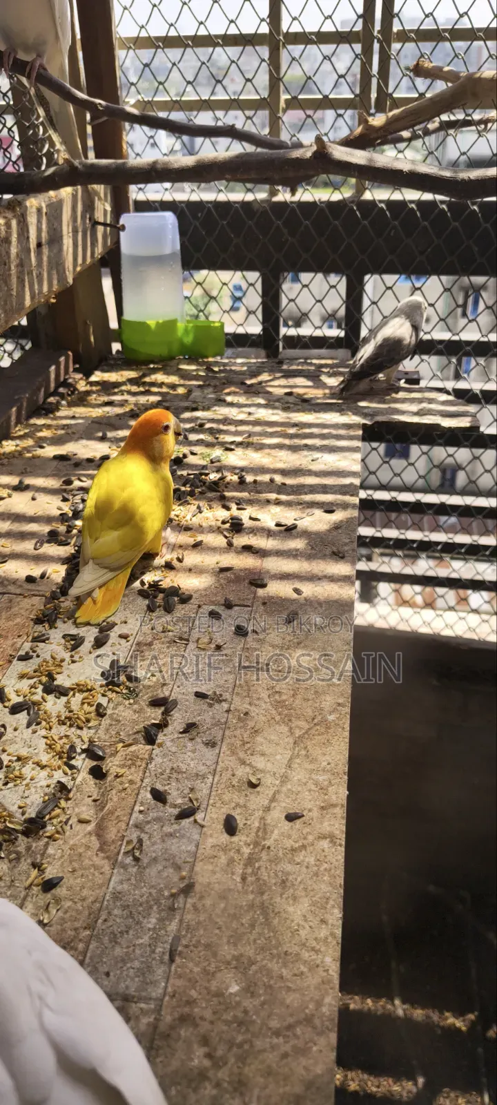 Love Bird Female