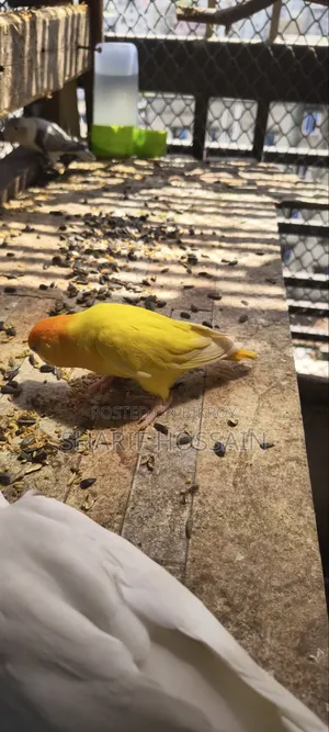 Love Bird Female