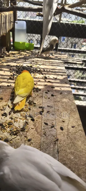 Love Bird Female