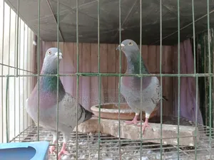 Racer Maxi Pigeon Pair