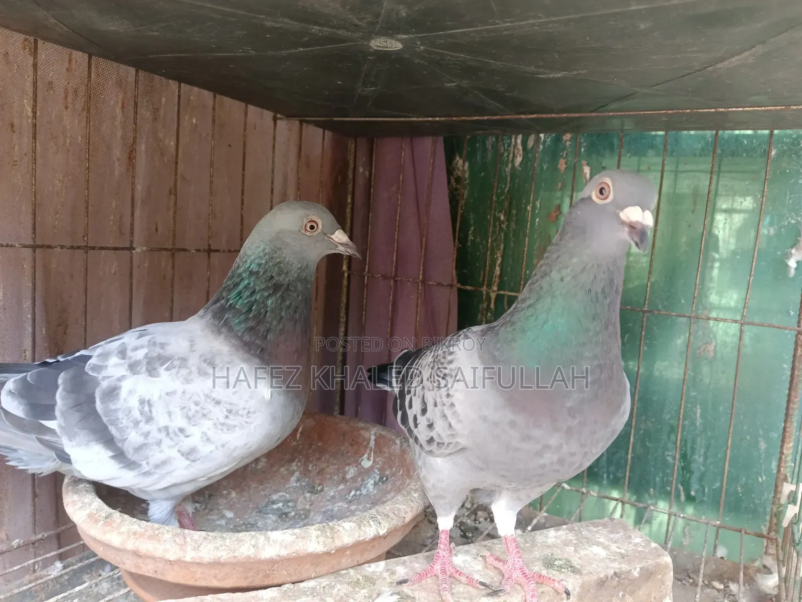 Racer Maxi Pigeon Pair