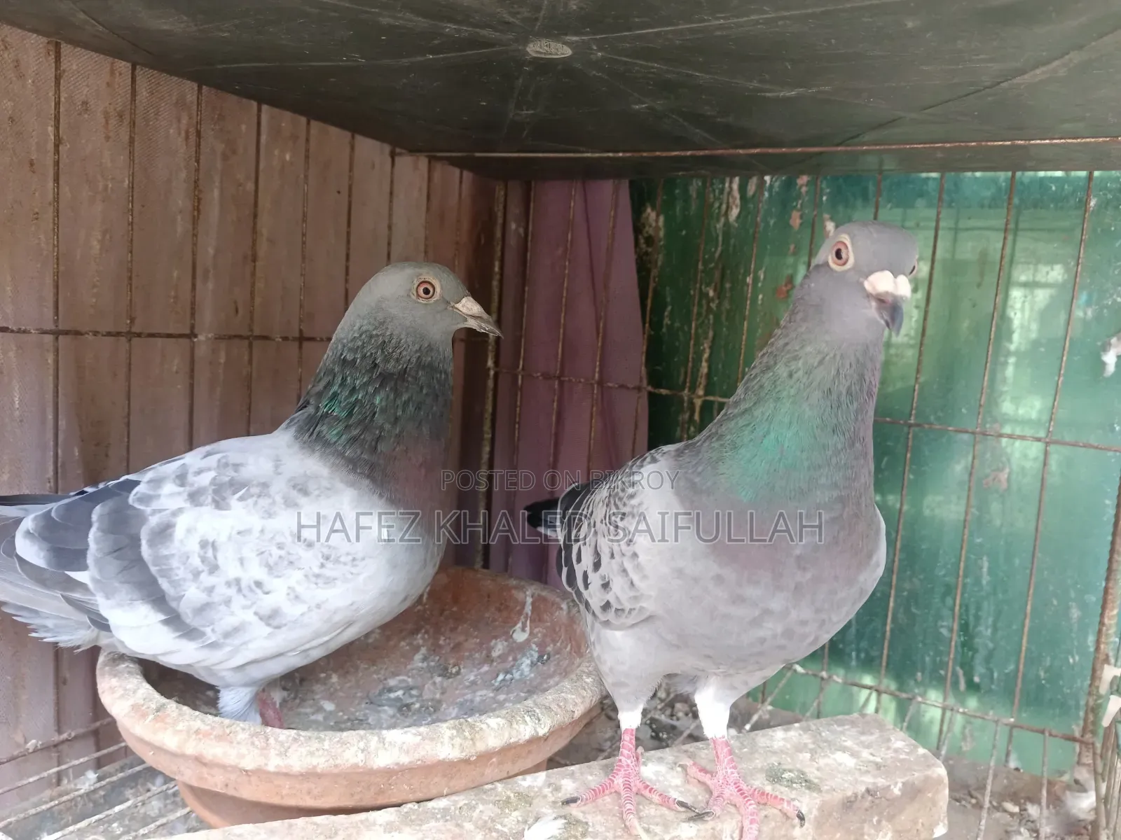 Racer Maxi Pigeon Pair