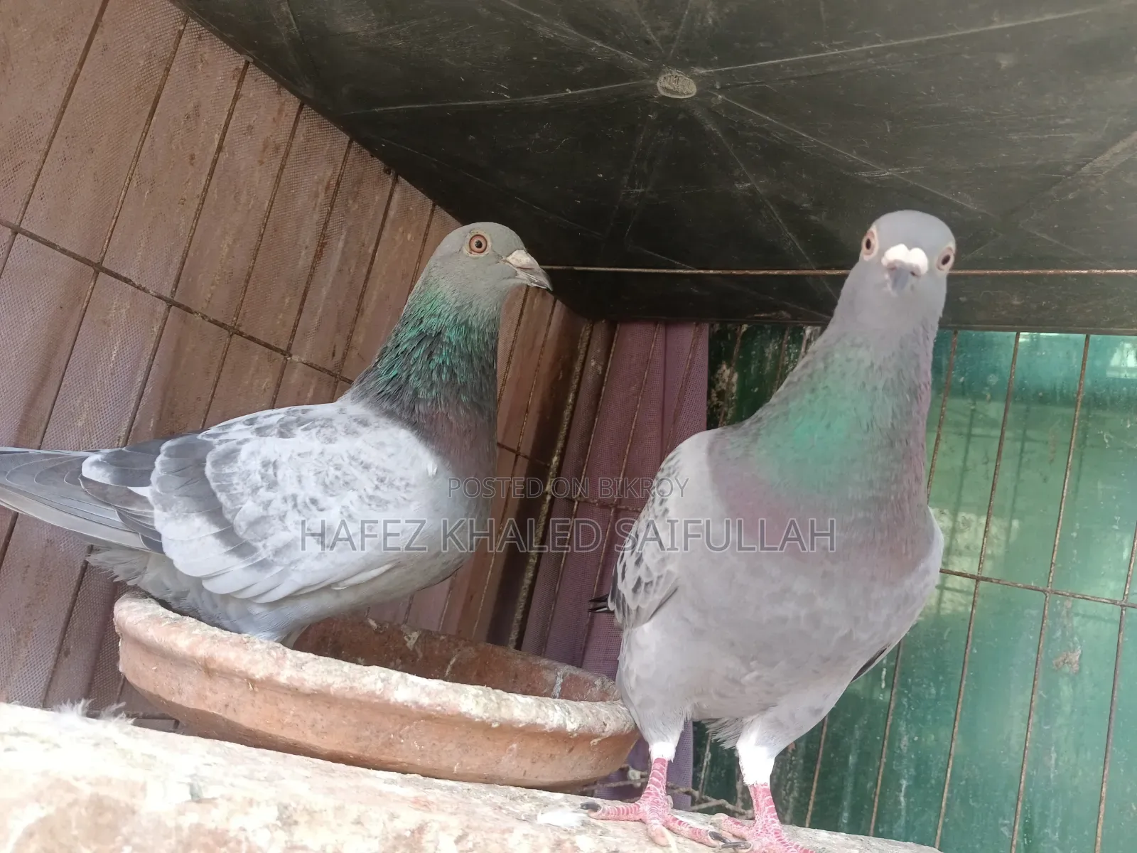 Racer Maxi Pigeon Pair
