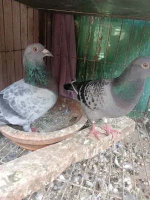Racer Maxi Pigeon Pair