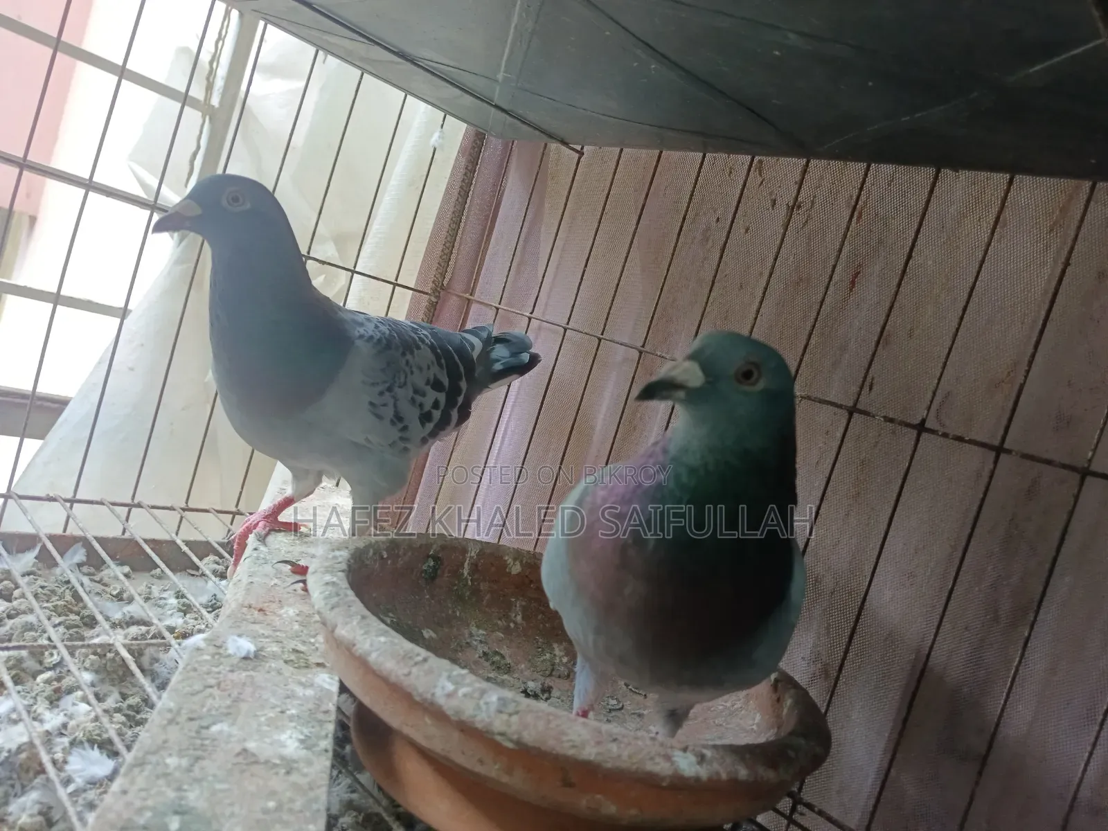 Racer Maxi Pigeon Pair