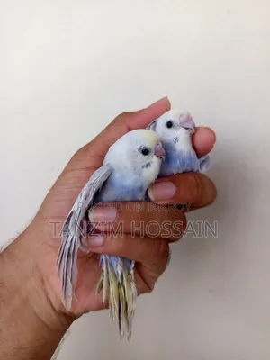 Rainbow Budgerigar Baby for Sale (DF - Mutant 1 GF CW Opaline Vio)