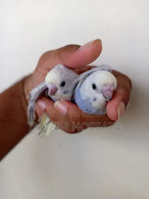 Rainbow Budgerigar Baby for Sale (DF - Mutant 1 GF CW Opaline Vio)