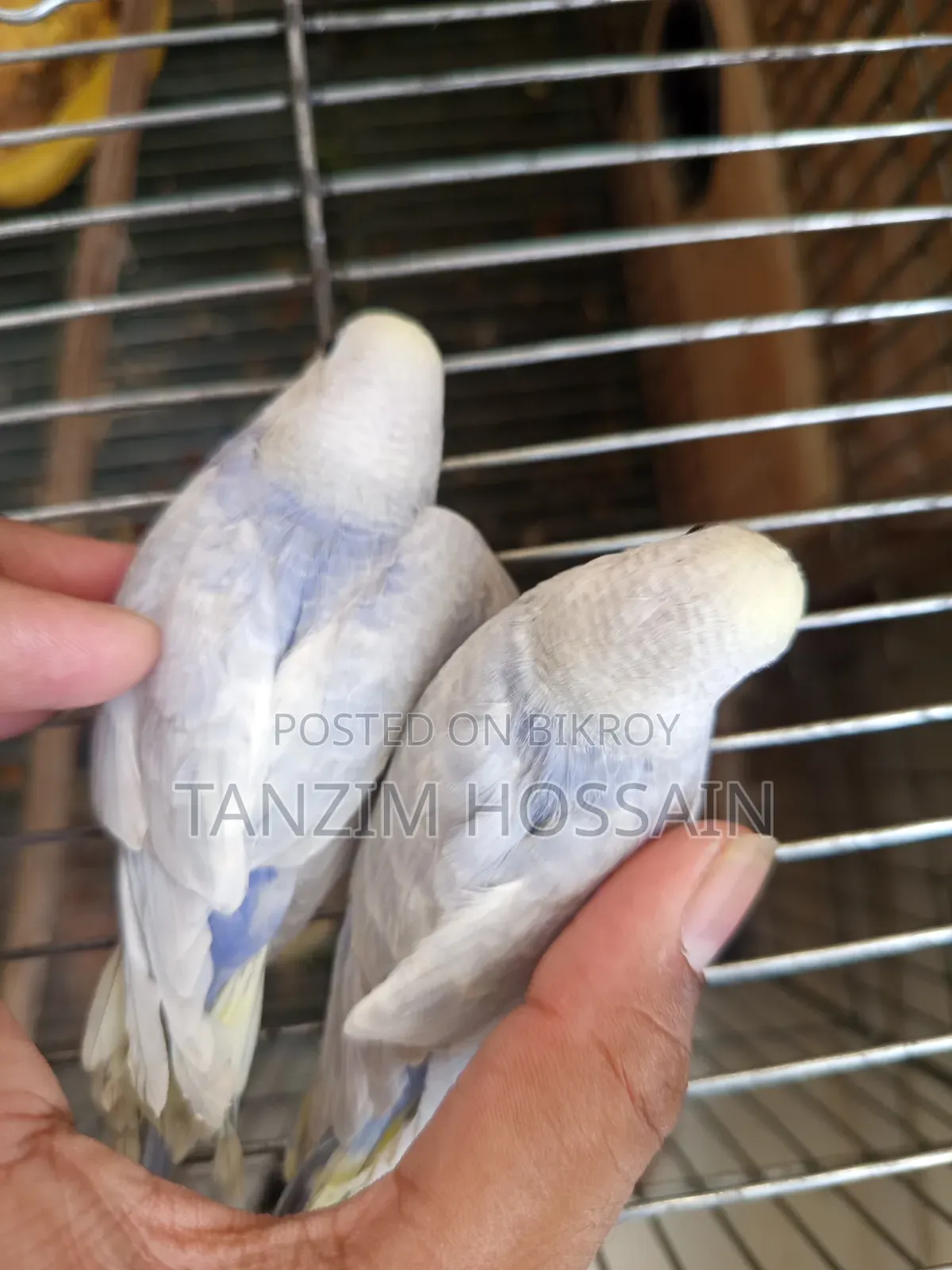Rainbow Budgerigar Baby for Sale (DF - Mutant 1 GF CW Opaline Vio)