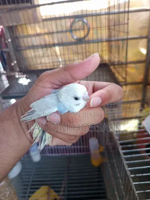 Rainbow Budgerigar Baby for Sale (DF - Mutant 1 GF CW Opaline Vio)