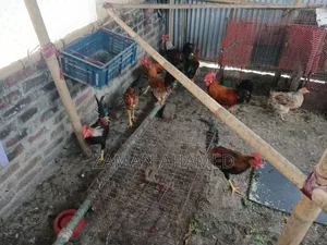 Local rooster and hen