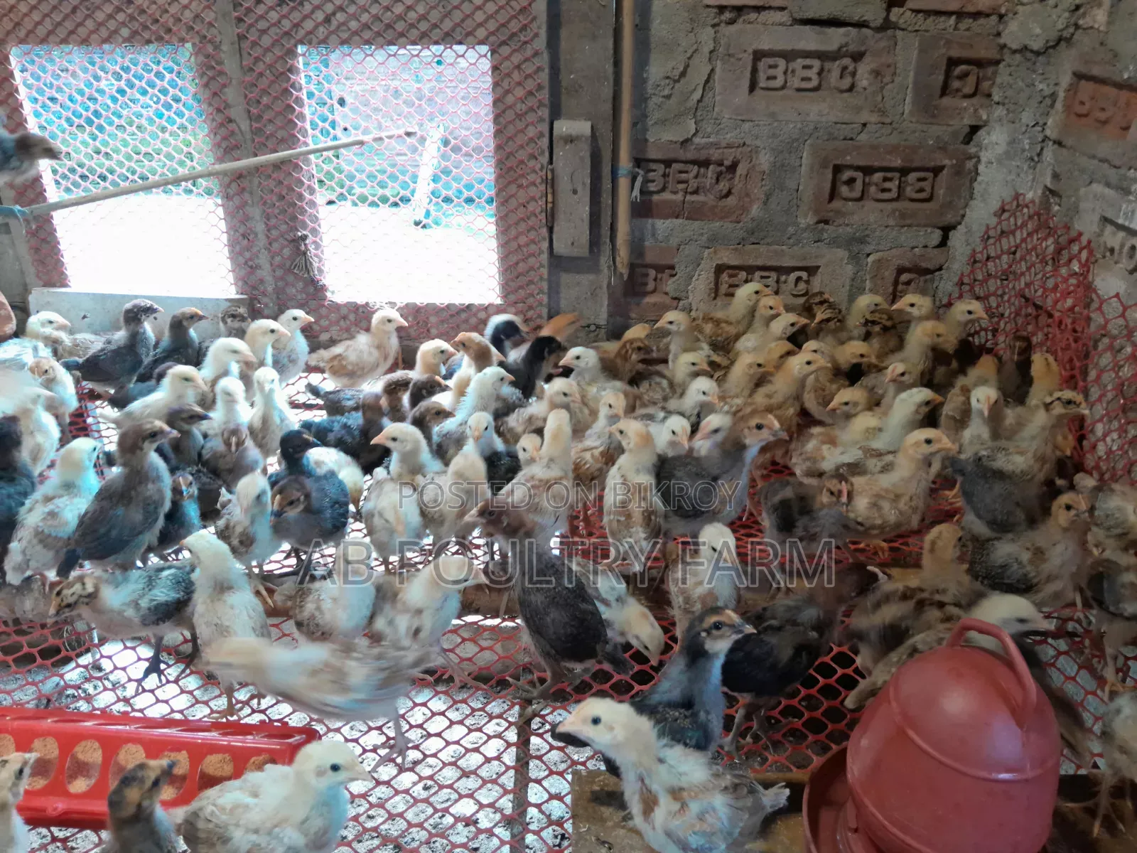 Sonali Chicken