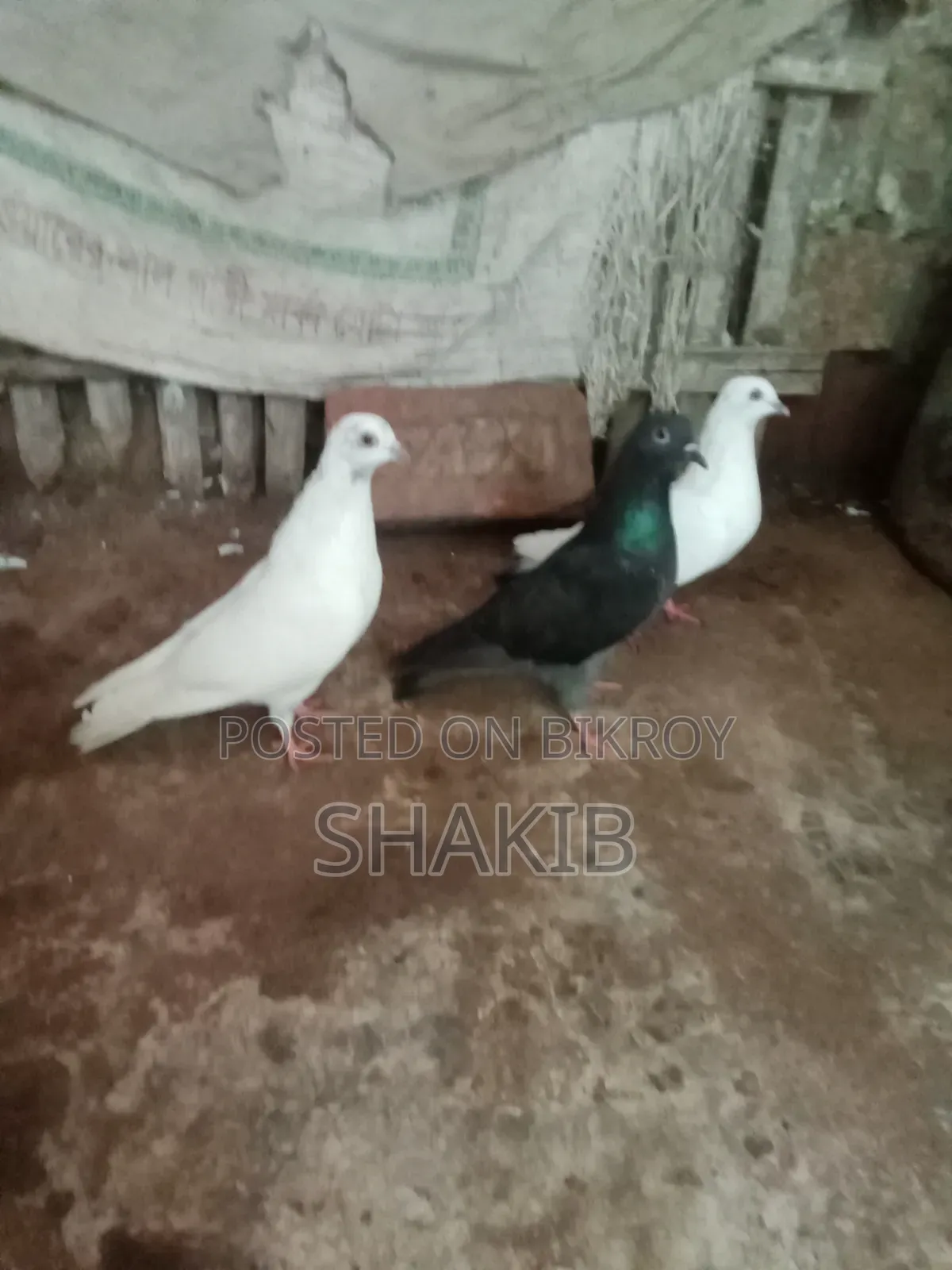 দেশি কবুতর