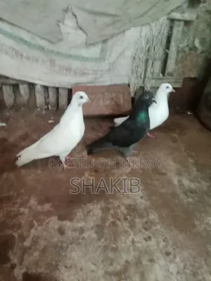 দেশি কবুতর