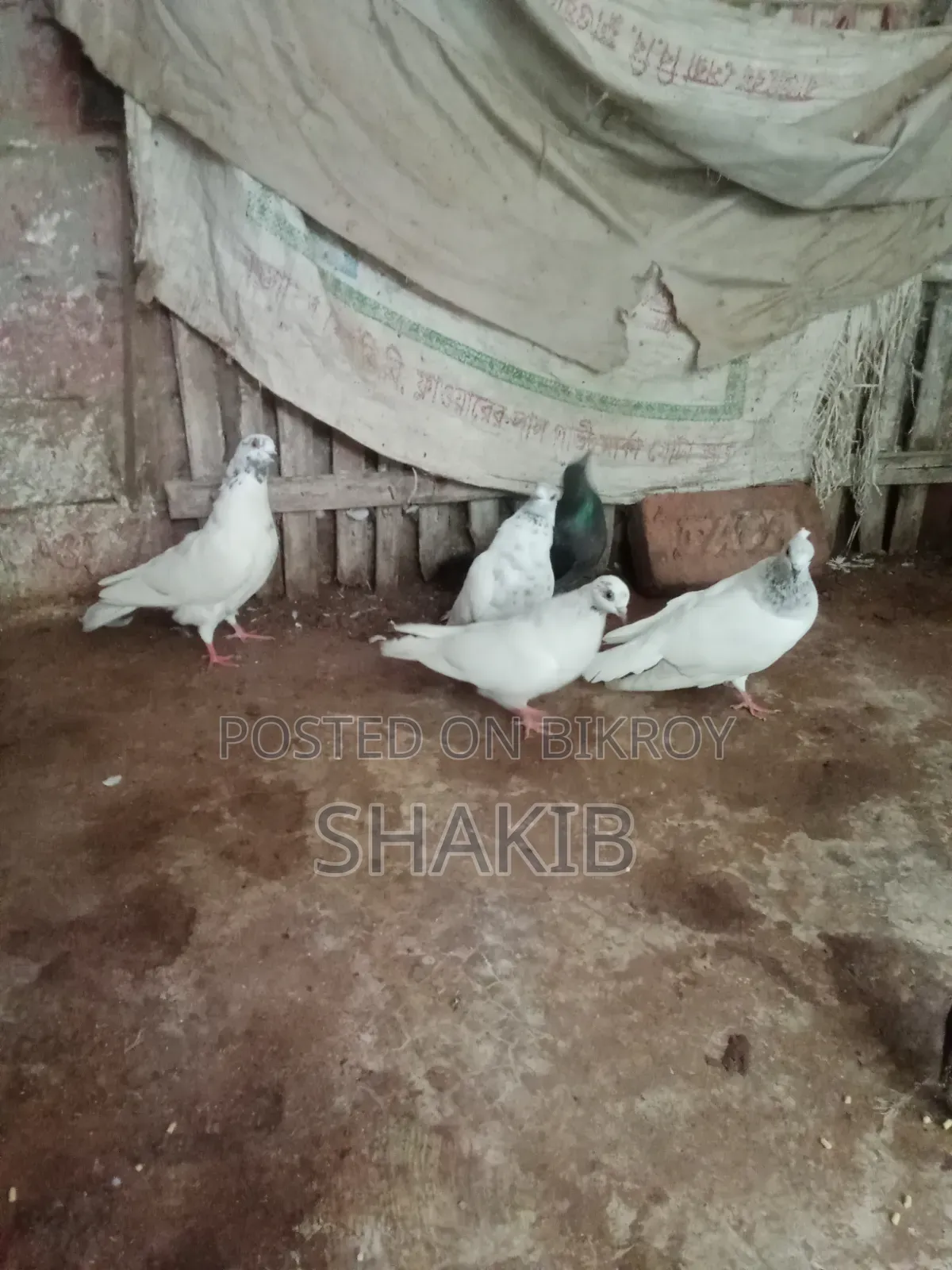 দেশি কবুতর