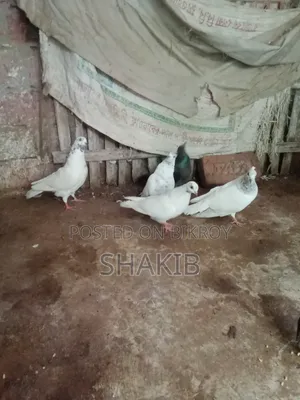 দেশি কবুতর