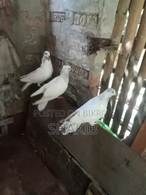 দেশি কবুতর