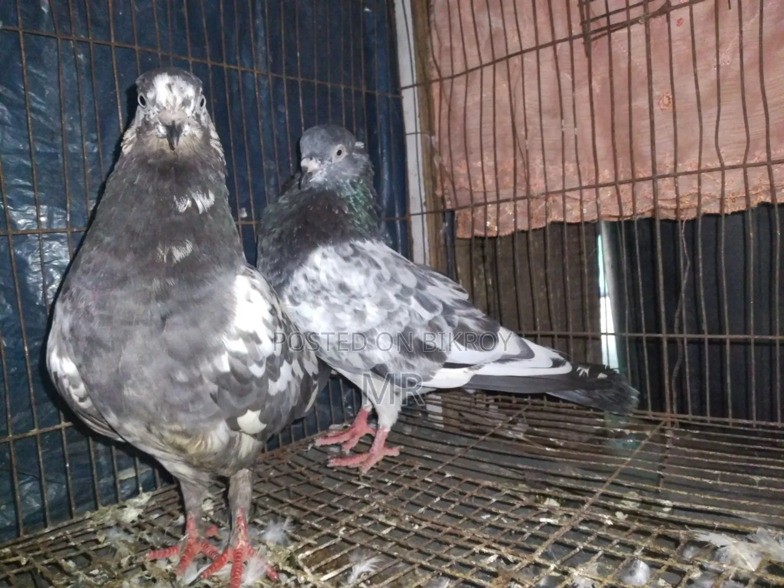 Very good quality, beautiful, healthy and strong pigeons