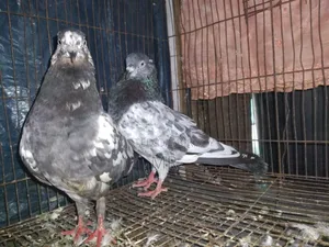 Very good quality, beautiful, healthy and strong pigeons