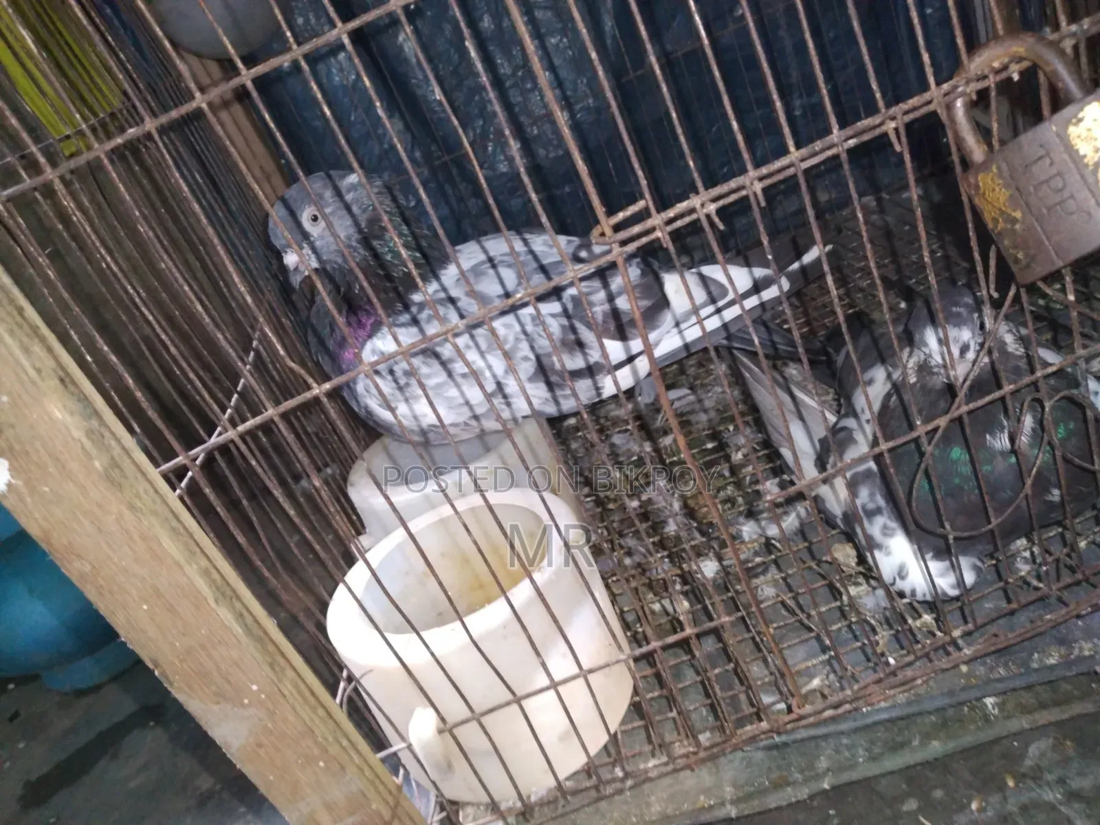 Very good quality, beautiful, healthy and strong pigeons