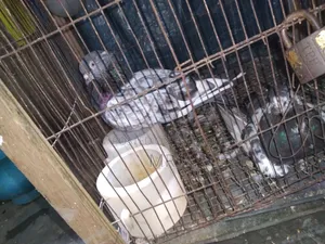 Very good quality, beautiful, healthy and strong pigeons