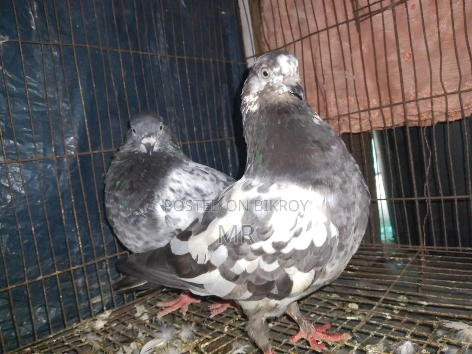 Very good quality, beautiful, healthy and strong pigeons