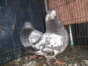 Very good quality, beautiful, healthy and strong pigeons