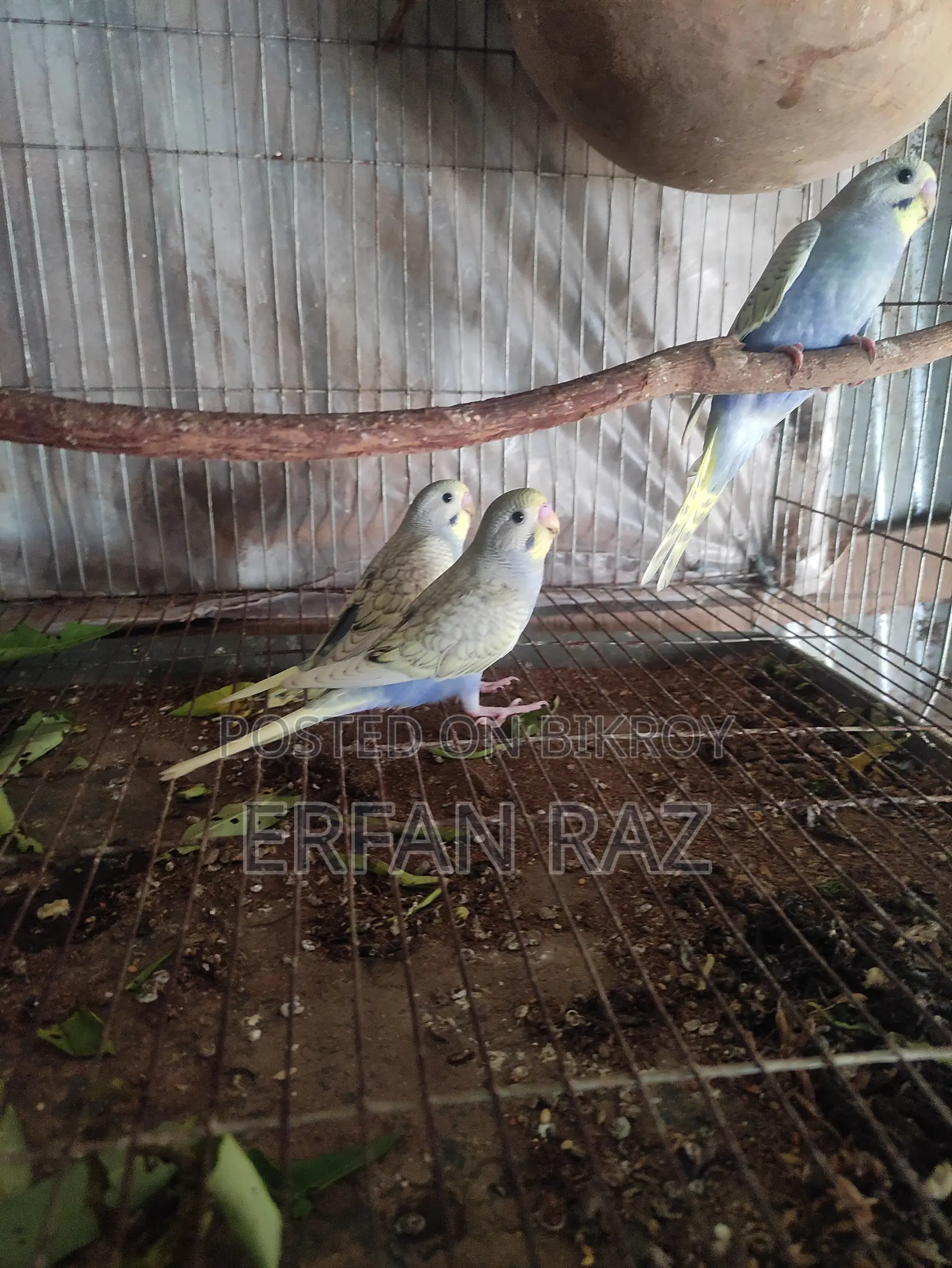 Rainbow Cross Baby Budgerigar