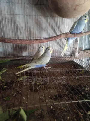 Rainbow Cross Baby Budgerigar