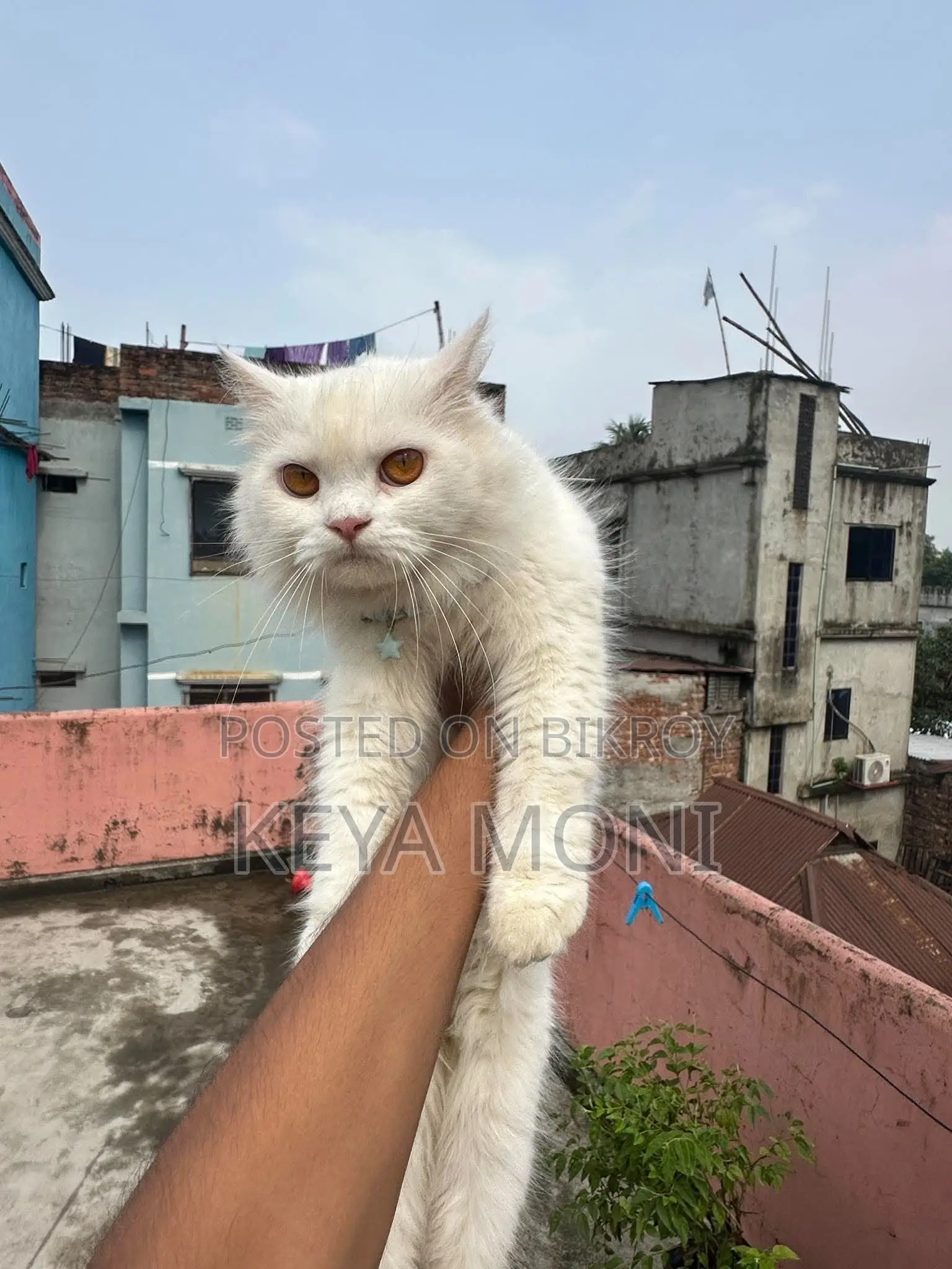 ৩-৬ মাসের মহিলা খাঁটি পার্সিয়ান বিড়াল