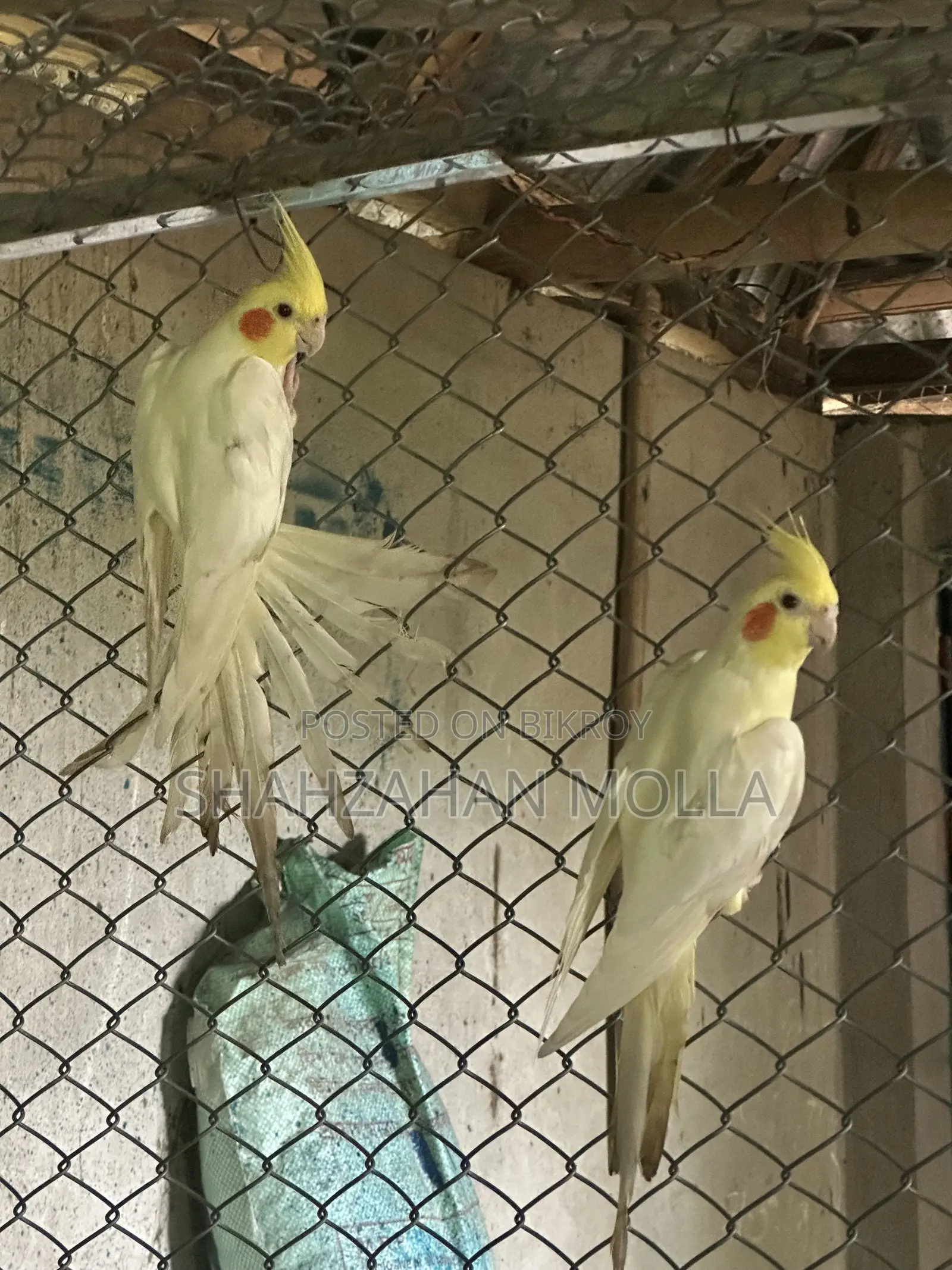 New Adult Cocktail Bird