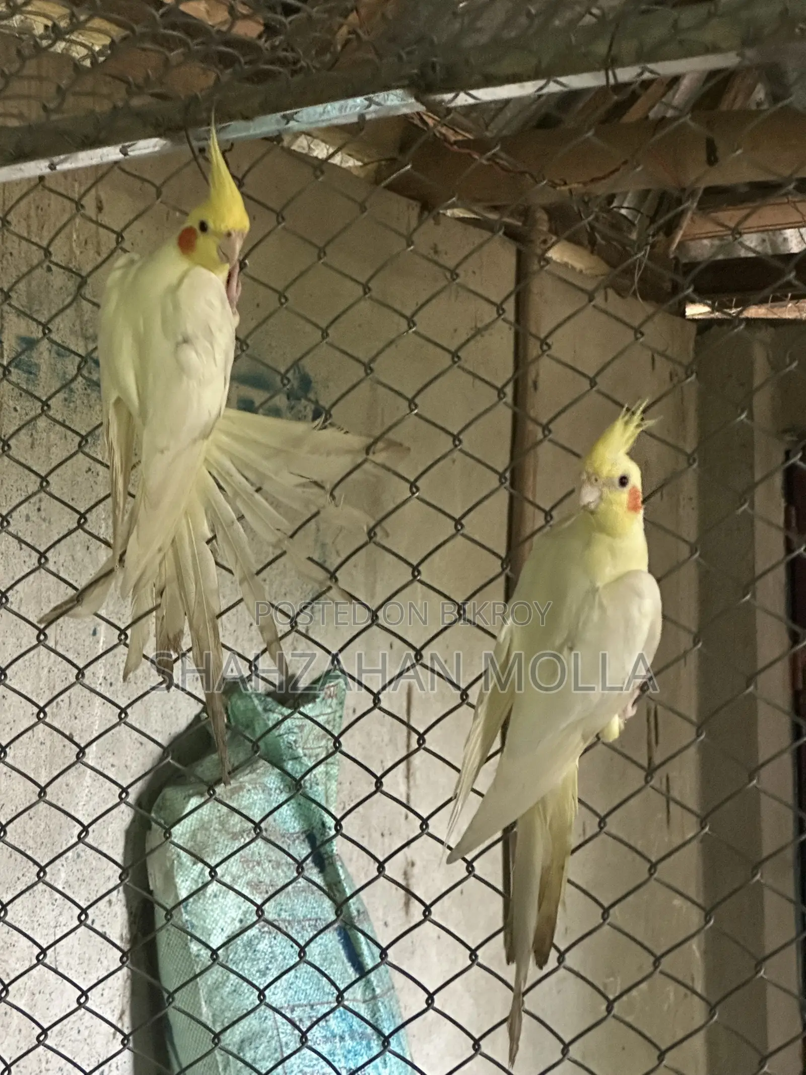 New Adult Cocktail Bird