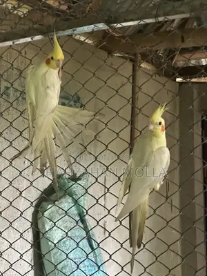 New Adult Cocktail Bird