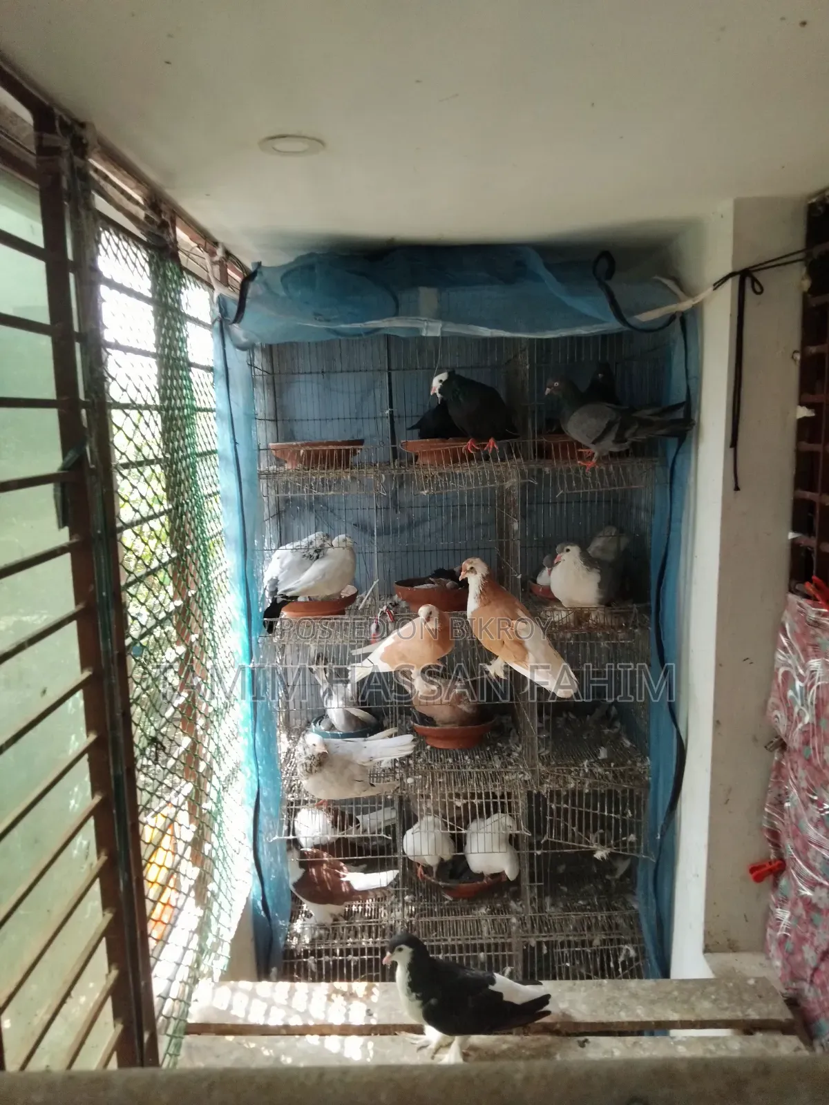 Pigeons with Cage