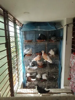 Pigeons with Cage