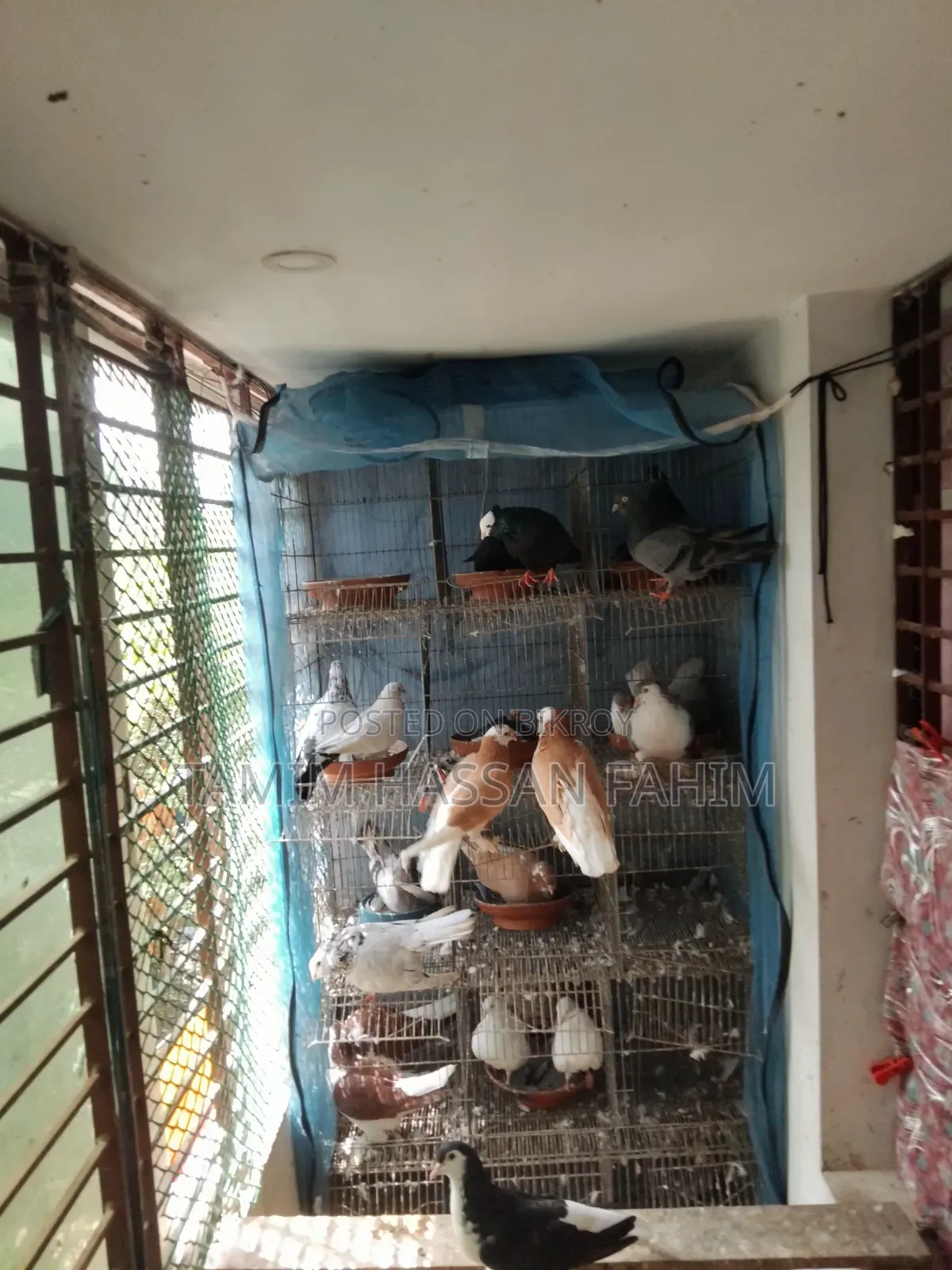 Pigeons with Cage