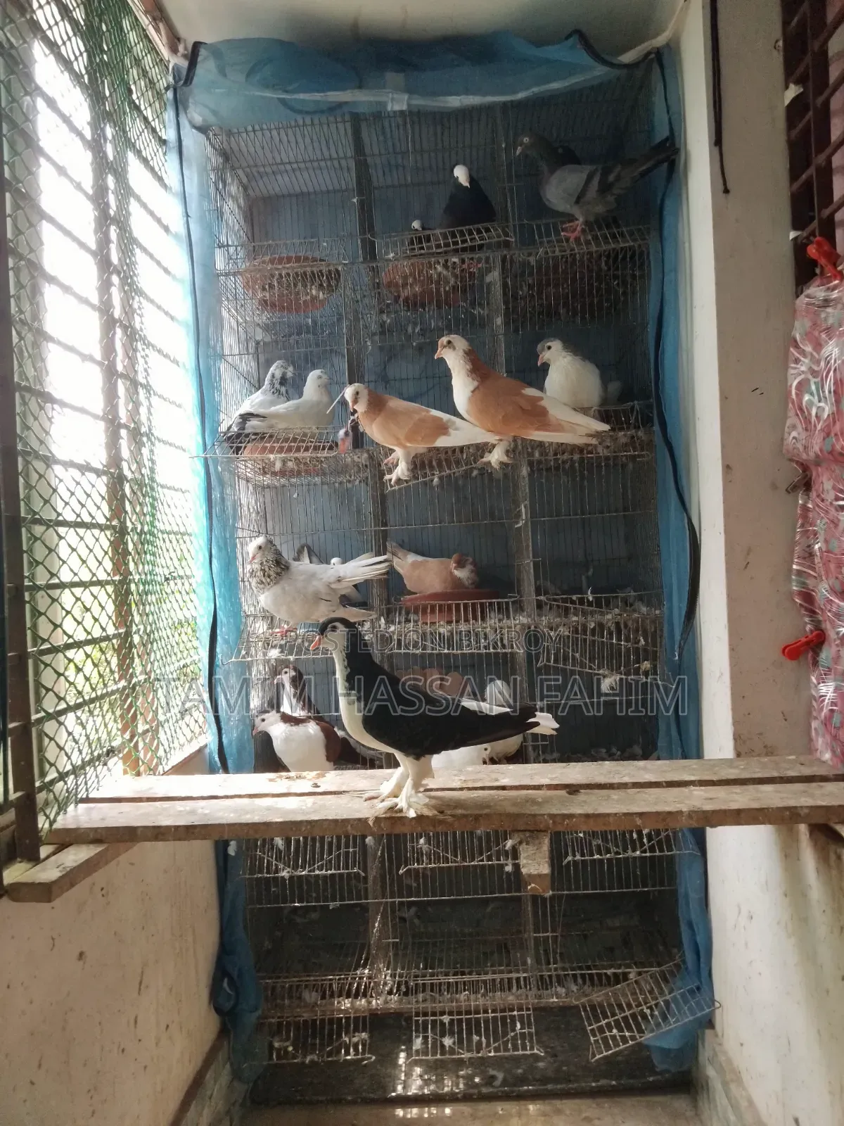 Pigeons with Cage