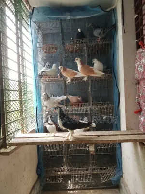 Pigeons with Cage