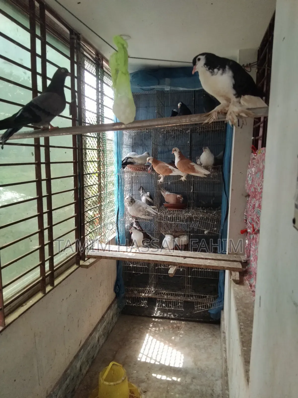 Pigeons with Cage