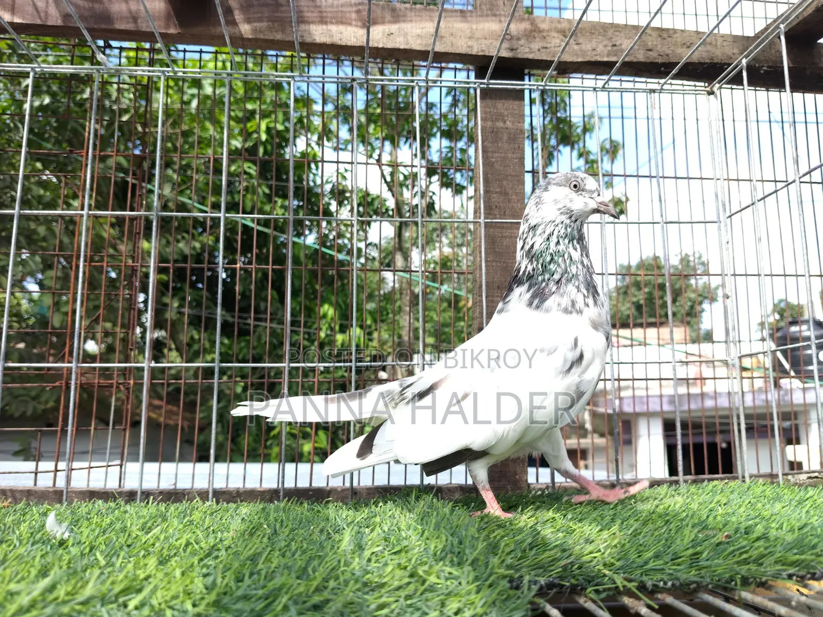 Sialkot Male Pigeon