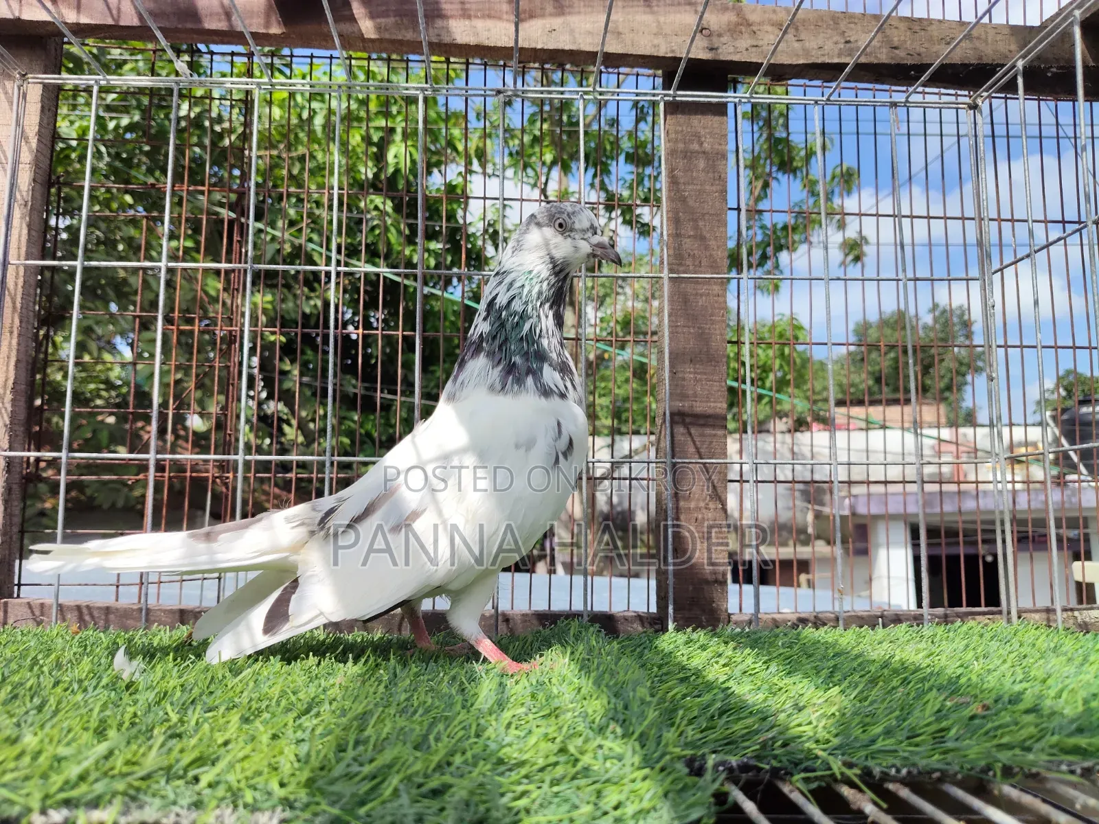 Sialkot Male Pigeon