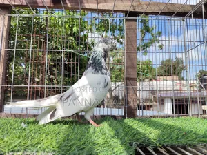 Sialkot Male Pigeon