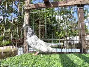Sialkot Male Pigeon