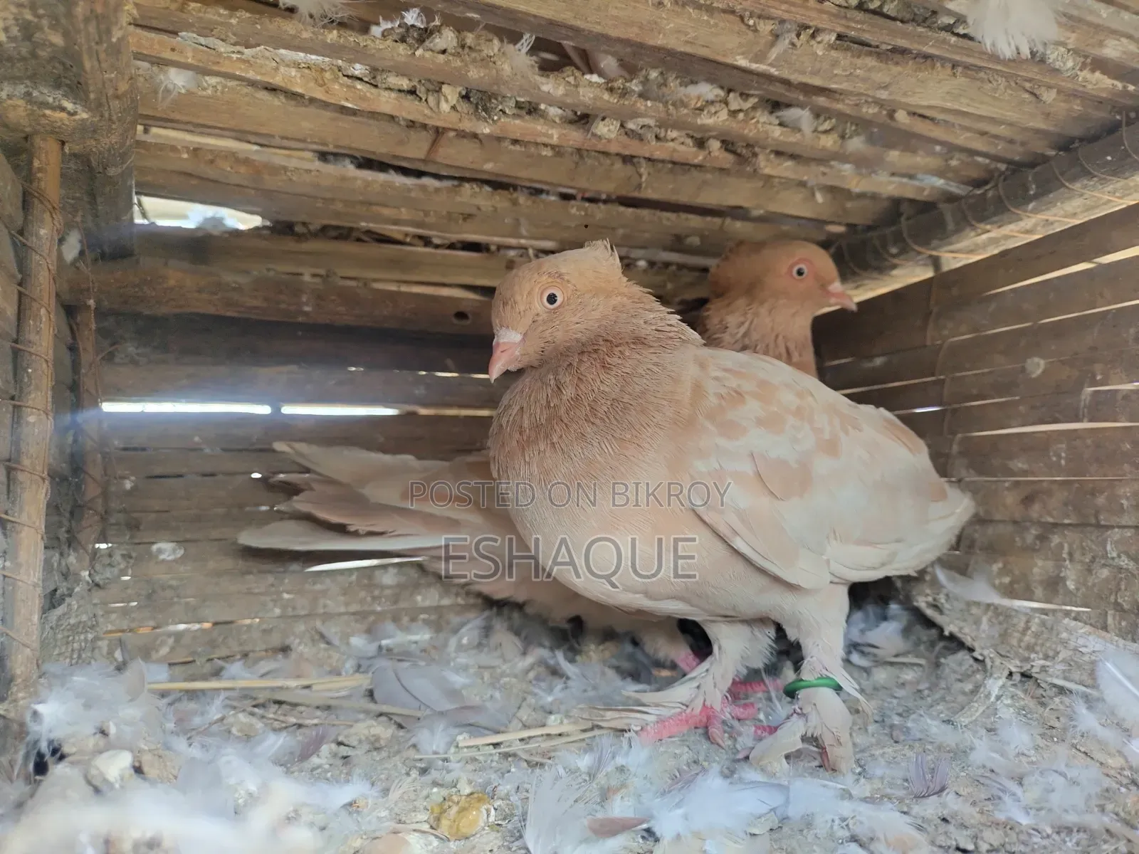 Ghia Chandan Pigeon