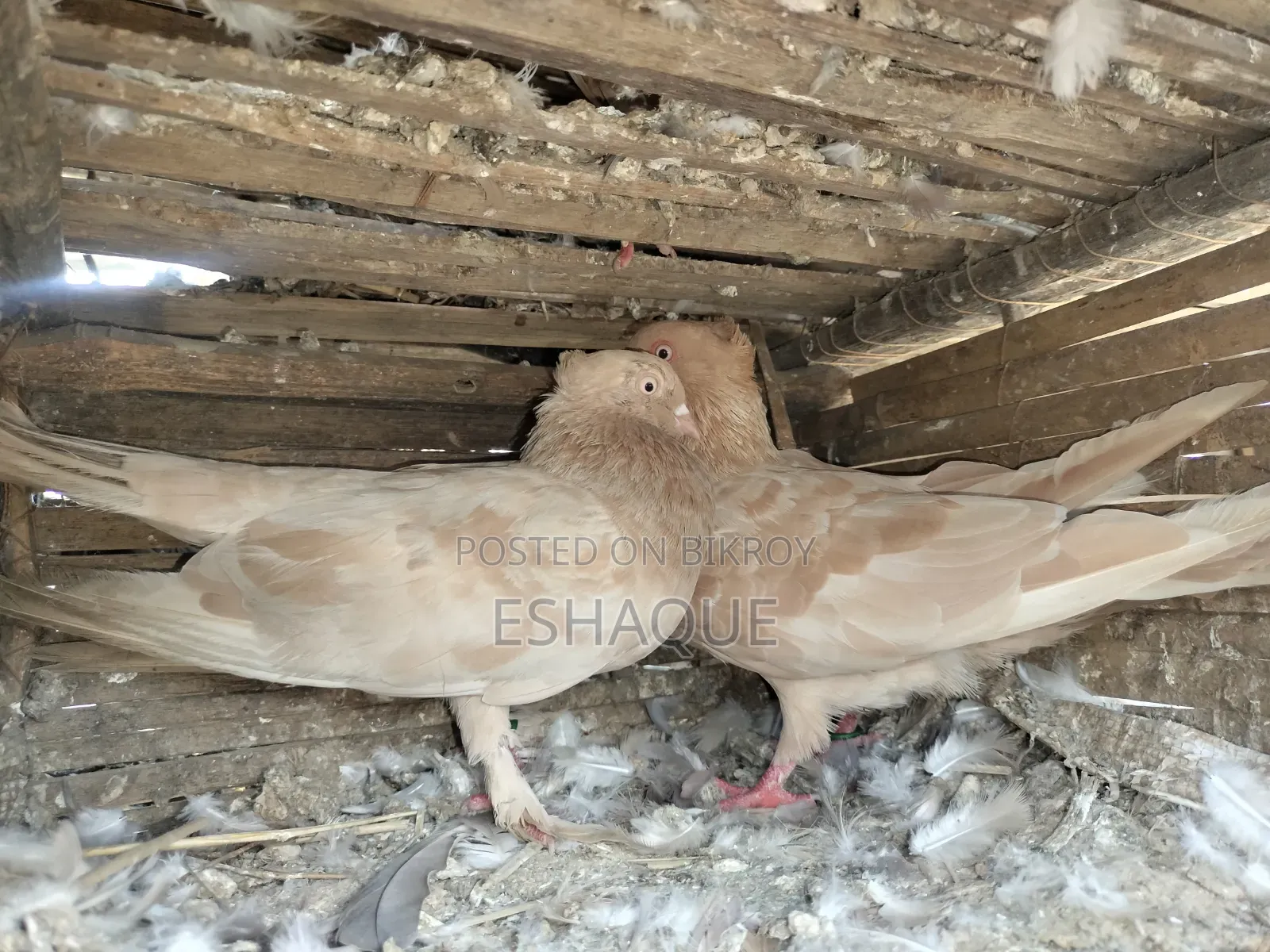 Ghia Chandan Pigeon