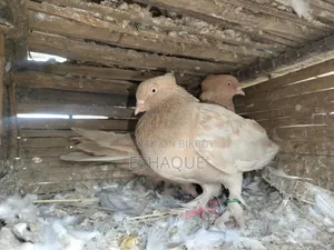 Ghia Chandan Pigeon